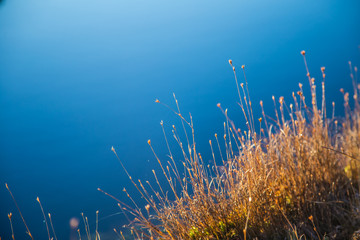 Beautiful swamp plants in a frosty morning in autumn. Shallow depth of field.