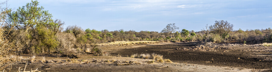 Fototapeta premium Drought landscape in Kruger National park, South Africa