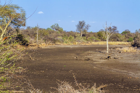 Drought landscape in Kruger National park, South Africa