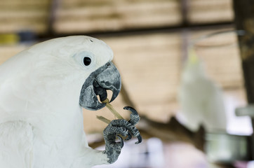 Cockatoo eating for food inside the wood.