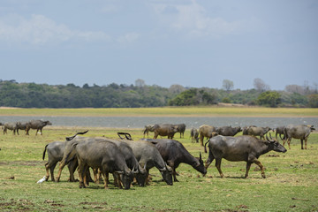 Naklejka na ściany i meble Sri Lankan Wild Buffalo - Bubalus arnee migona, Sri Lanka