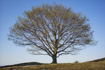 Oak tree