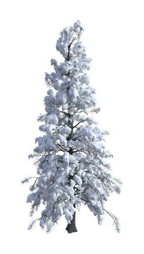 3D Rendering Spruce under Snow on White