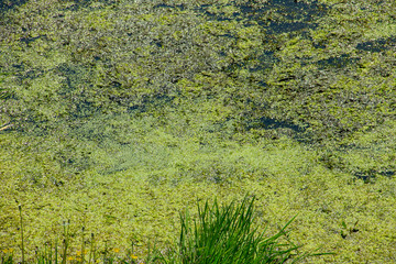 Green duckweed on the water surface