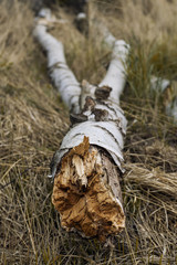Birch Trunk