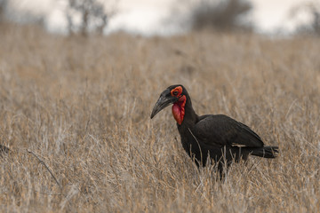 Southern Ground-Hornbill in Kruger National park, South Africa