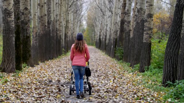 Parents with a stroller walks through the autumn forest, she walks along a beautiful avenue