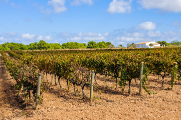 Fototapeta na wymiar Vineyards in the countryside in Formentera, Spain