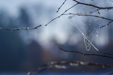 SPIDER WEB - Construction on the branches of a tree