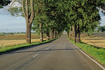 Fototapeta na wymiar A scenic summer road between trees in Kaliningrad region in Russia