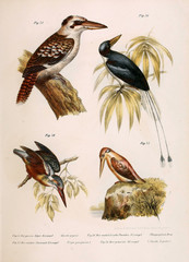 Illustration of birds.