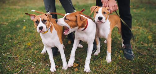 Three puppies of American Staffordshire terrier of white-brown color from one litter actively fun on a walk.