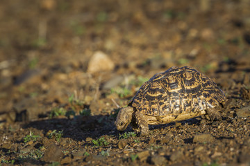 Leopard tortoise  in Kruger National park, South Africa