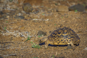 Leopard tortoise  in Kruger National park, South Africa