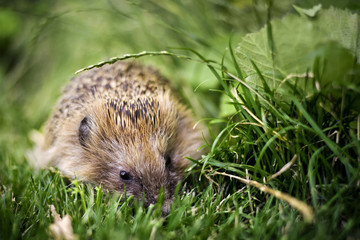 Hedgehog