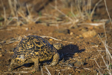 Leopard tortoise  in Kruger National park, South Africa