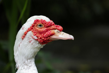 Image of Musky duck or indoda, Barbary duck with red nasal corals. Muscovy white duck
