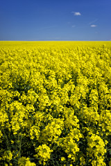 Obraz premium Rapsfeld