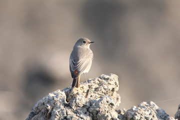 Female of redstart sits on the ground isolated on blurred dackground
