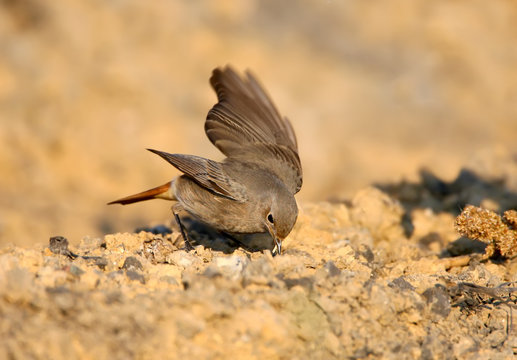 Female of redstart feeding  on the ground isolated on blurred dackground