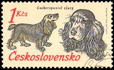 CZECHOSLOVAKIA - CIRCA 1973: a stamp, printed in Czechoslovakia, shows a Golden Cocker Spaniel