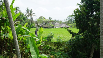 house_in_ricefield_ubud
