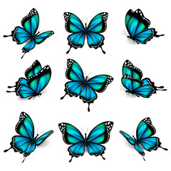 beautiful blue butterflies, isolated  on a white - 180230785