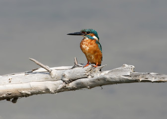 Portrait of a common kingfisher 