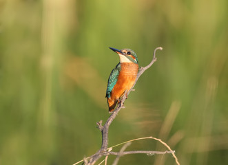 Portrait of common kingfisher in soft evening light