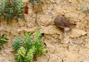 Gray partridge in an unusual setting on a vertical clay wall.