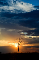 Obraz premium beautiful sunset with dramatic sky and one bare tree