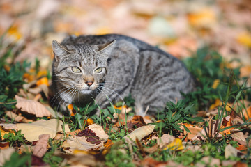 Cute cat lying on the grass with fallen leaves , close up 