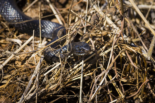 Biscia o serpente nero tipico della sicilia detto scursuni, si muove tra le sterpaglie secche.