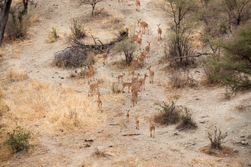 Impalas (Aepyceros)