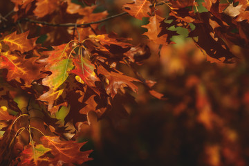 Beautiful autumn park scenery, details, selective focus