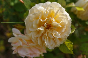 Blooming yellow orange English roses in the garden on a sunny day. Rose 'Graham Thomas'.