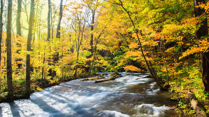 Water fall of Oirase Stream in autumn at Towada Hachimantai National Park in Aomori, ,Tohoku, Japan