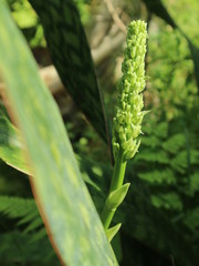 pink red roses in house garden - Gartenrosen im Hausgarten
