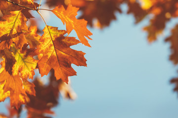 Autumn leaves against blue sky,  Light shining through autumn leaves. Soft and blur style for background. A photo with shallow depth of field