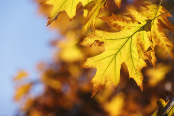 Autumn tree leaves sky background, close up