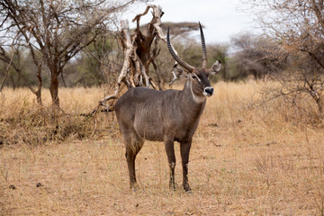 Südlicher Spießbock - Oryx gazella - Afrika