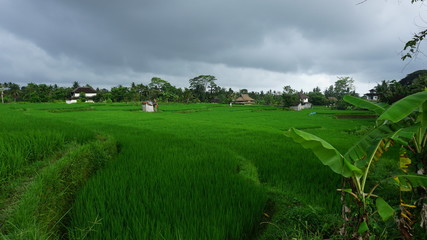 ricefield_in_ubud