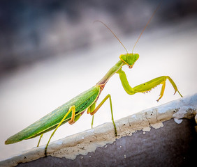 Praying Mantis