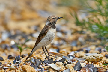 Adult  female pied wheatear (Oenanthe pleschanka) stand on the ground in natural habitat