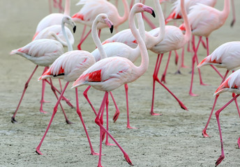 A group of pink flamingos close up