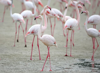 Flock of pink flamingos on the shore