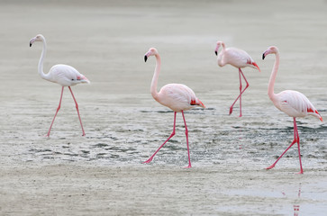 Four pink flamingos walking on the sand