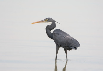 Close up portrait of black morphe western reef heron