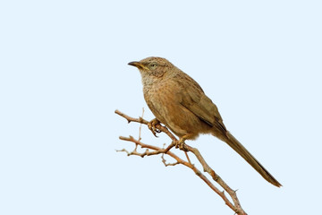Middle size photo of an Arabian babbler (Turdoides squamiceps) isolated on light blue background