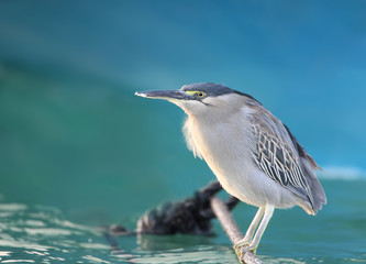 An adult striated heron (Butorides striata) sitting on the water near a boat